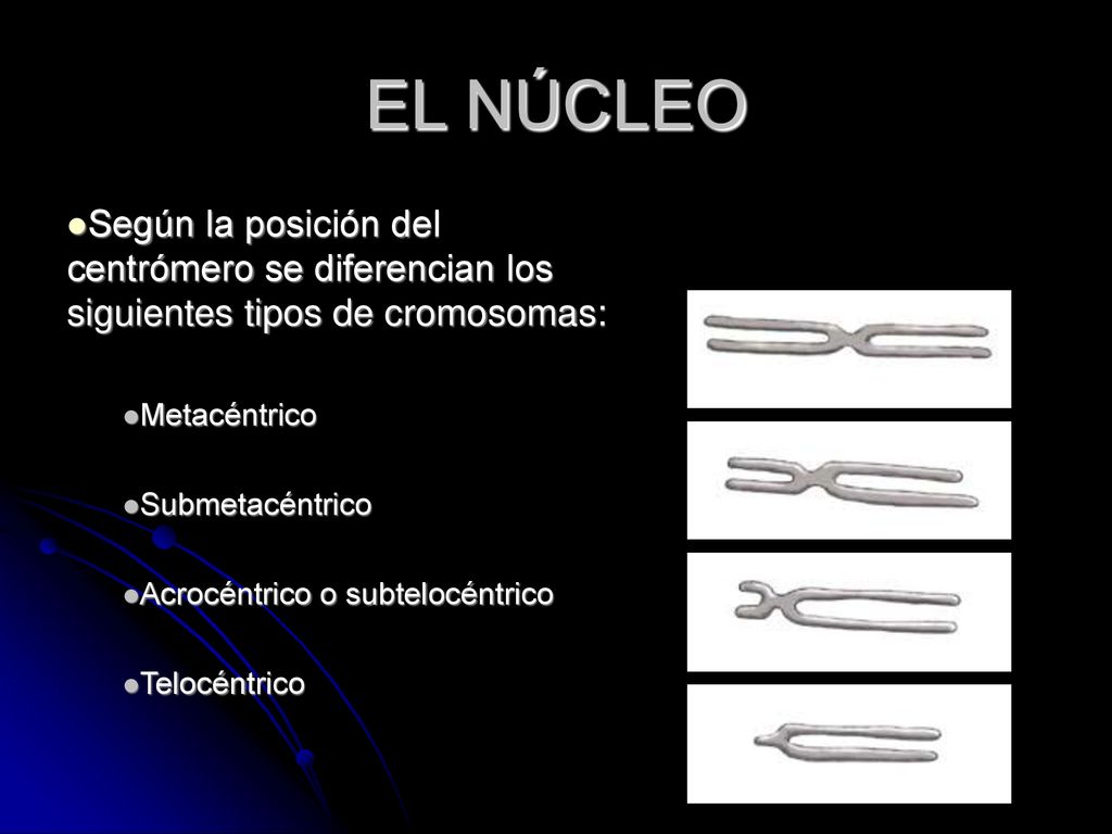 EL NÚCLEO Según la posición del centrómero se diferencian los siguientes tipos de cromosomas: Metacéntrico.