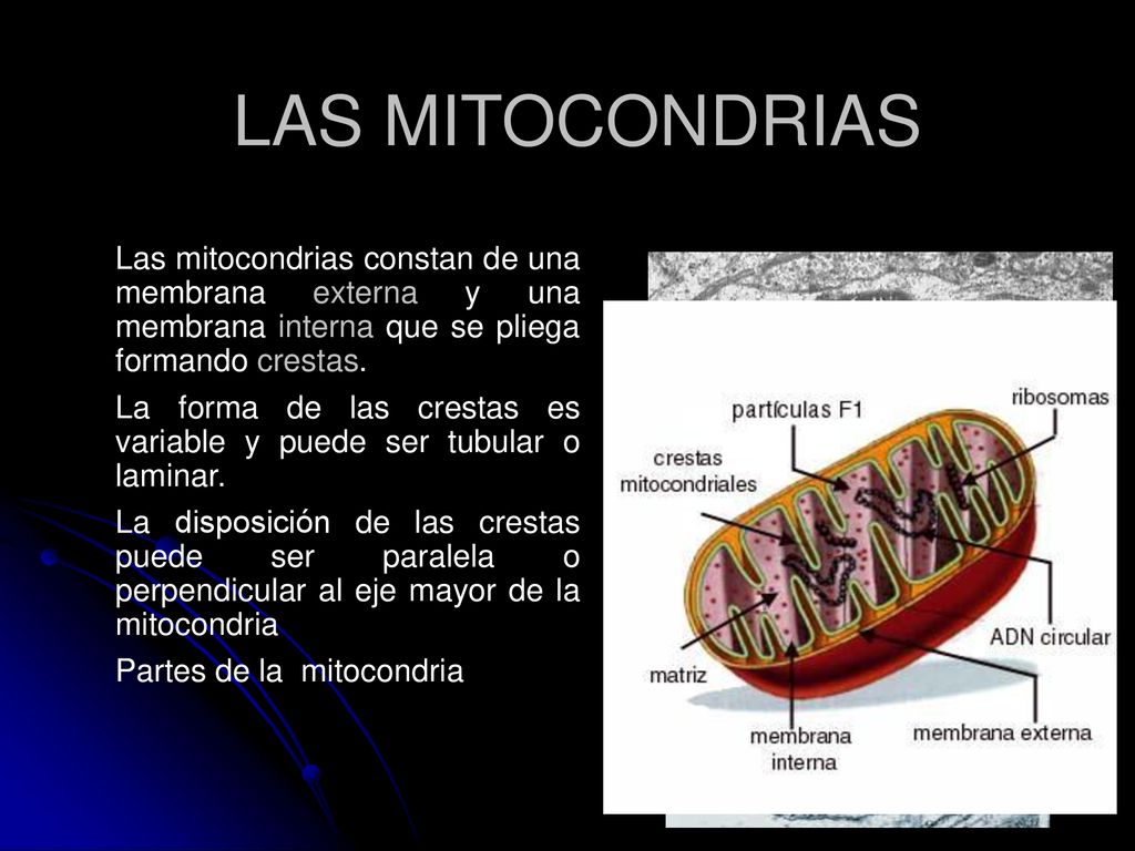 LAS MITOCONDRIAS Las mitocondrias constan de una membrana externa y una membrana interna que se pliega formando crestas.