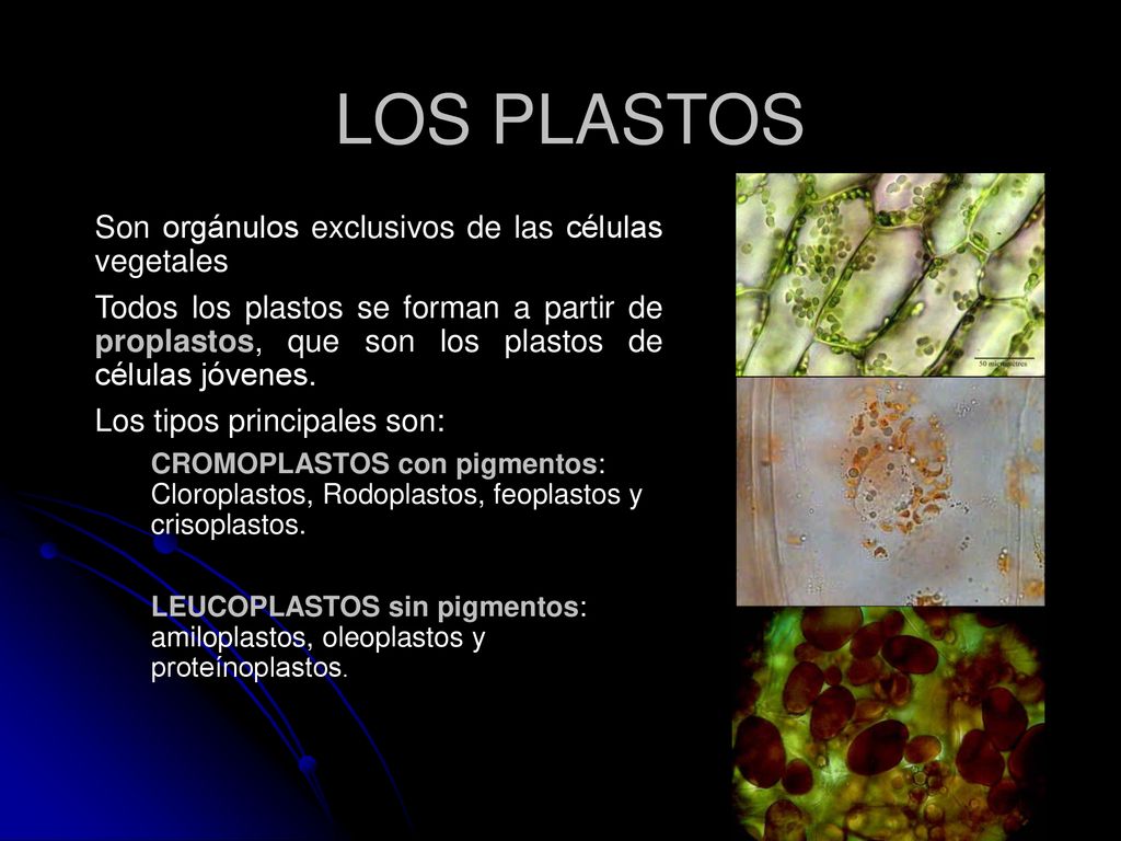 LOS PLASTOS Son orgánulos exclusivos de las células vegetales