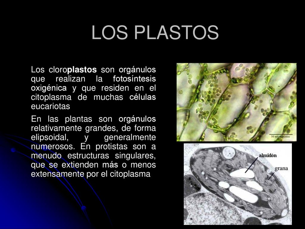 LOS PLASTOS Los cloroplastos son orgánulos que realizan la fotosíntesis oxigénica y que residen en el citoplasma de muchas células eucariotas.