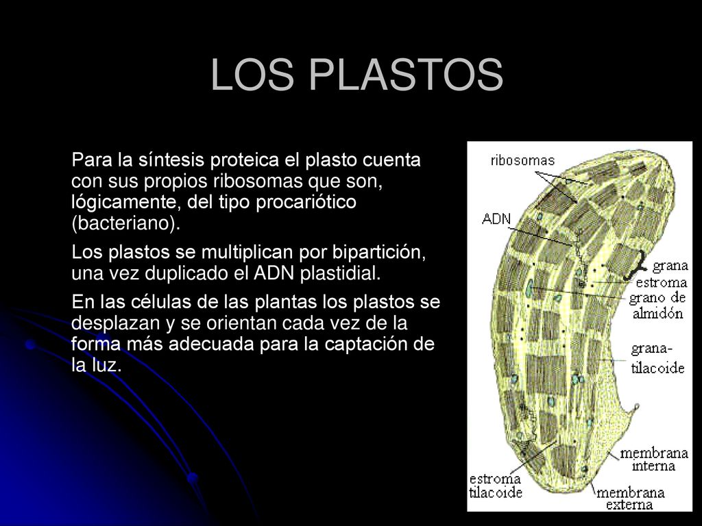LOS PLASTOS Para la síntesis proteica el plasto cuenta con sus propios ribosomas que son, lógicamente, del tipo procariótico (bacteriano).