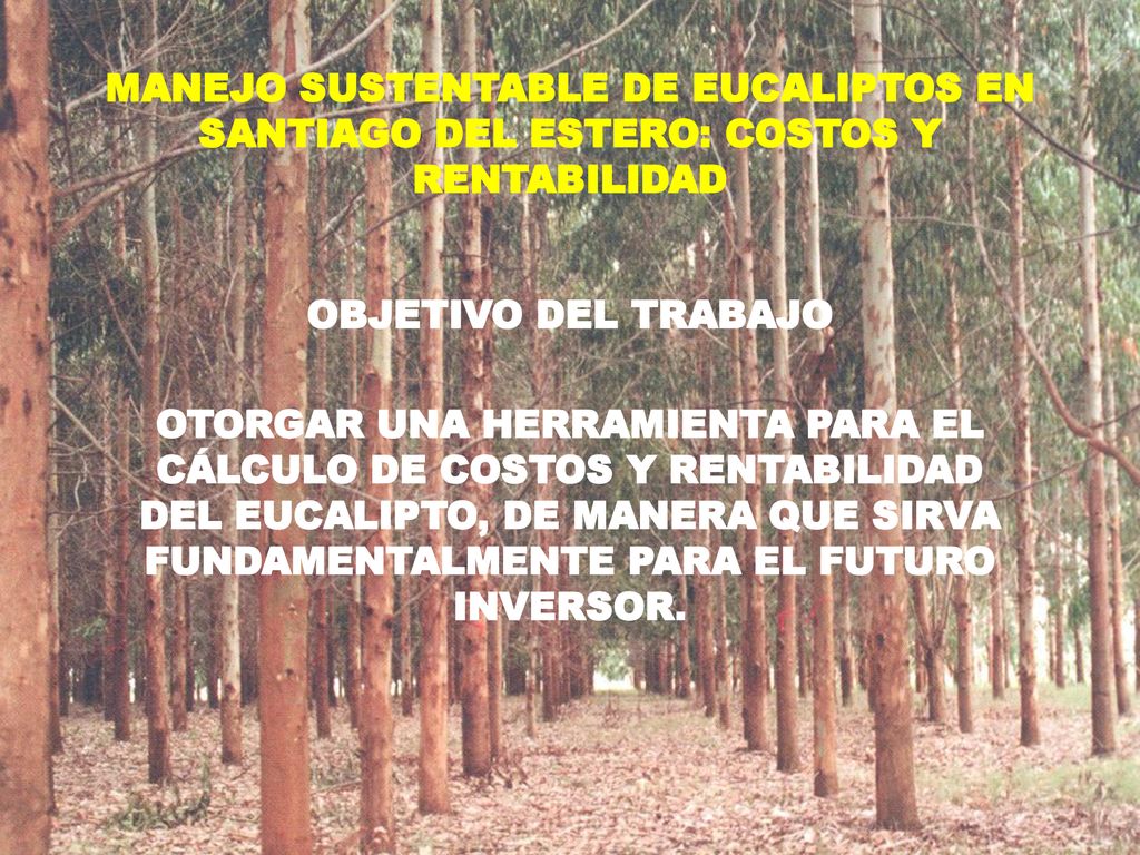 MANEJO SUSTENTABLE DE EUCALIPTOS EN SANTIAGO DEL ESTERO: COSTOS Y RENTABILIDAD