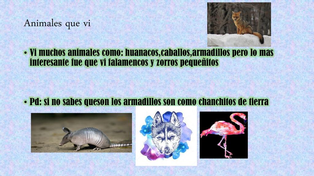 Animales que vi Vi muchos animales como: huanacos,caballos,armadillos pero lo mas interesante fue que vi falamencos y zorros pequeñitos.