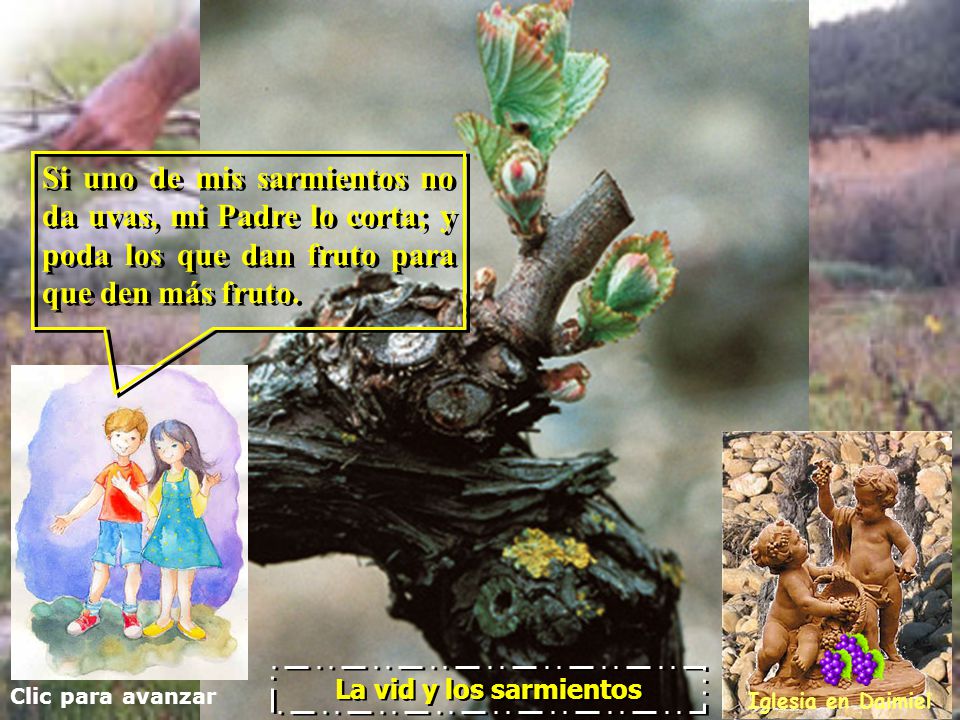 Si uno de mis sarmientos no da uvas, mi Padre lo corta; y poda los que dan fruto para que den más fruto.