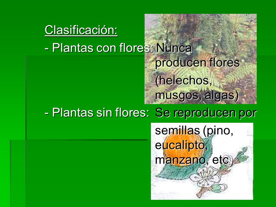 Clasificación: - Plantas con flores: Nunca producen flores. (helechos, musgos, algas)
