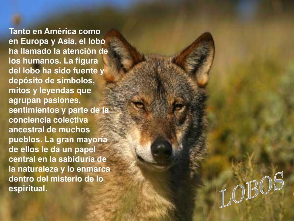 Tanto en América como en Europa y Asia, el lobo ha llamado la atención de los humanos. La figura del lobo ha sido fuente y depósito de símbolos, mitos y leyendas que agrupan pasiones, sentimientos y parte de la conciencia colectiva ancestral de muchos pueblos. La gran mayoría de ellos le da un papel central en la sabiduría de la naturaleza y lo enmarca dentro del misterio de lo espiritual.
