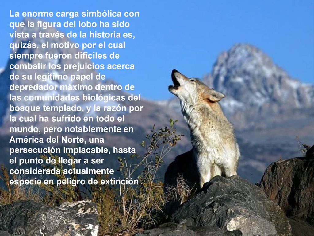 La enorme carga simbólica con que la figura del lobo ha sido vista a través de la historia es, quizás, el motivo por el cual siempre fueron difíciles de combatir los prejuicios acerca de su legítimo papel de depredador máximo dentro de las comunidades biológicas del bosque templado, y la razón por la cual ha sufrido en todo el mundo, pero notablemente en América del Norte, una persecución implacable, hasta el punto de llegar a ser considerada actualmente especie en peligro de extinción