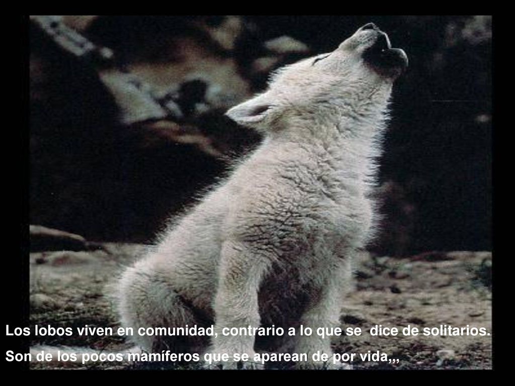 Los lobos viven en comunidad, contrario a lo que se dice de solitarios.