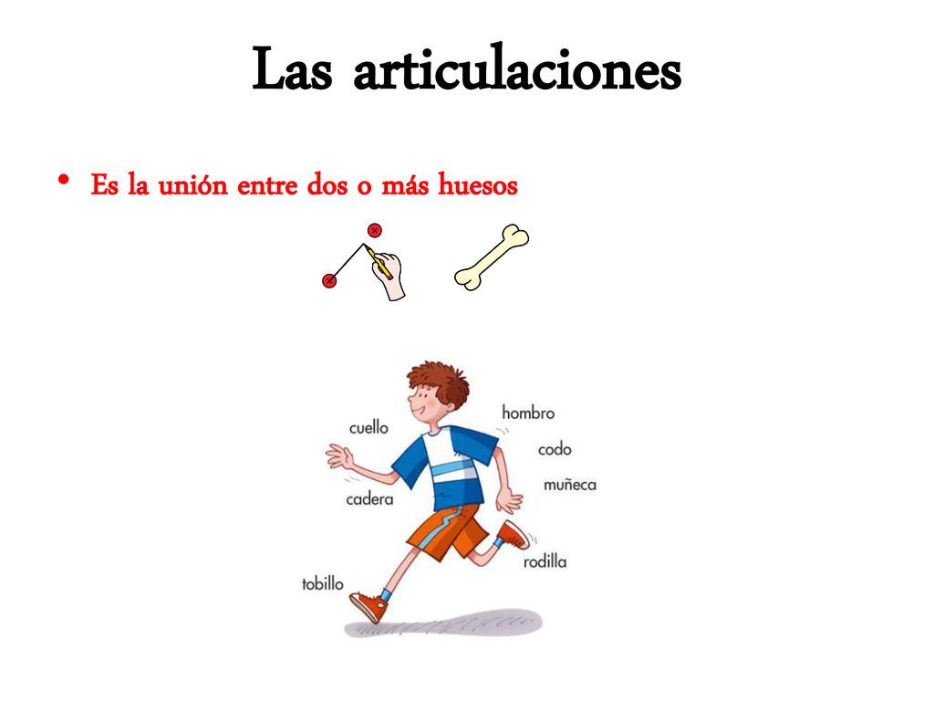 Las articulaciones Es la unión entre dos o más huesos