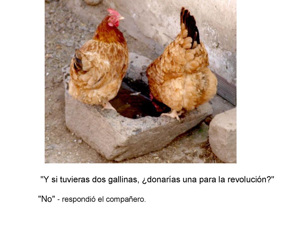 Y si tuvieras dos gallinas, ¿donarías una para la revolución