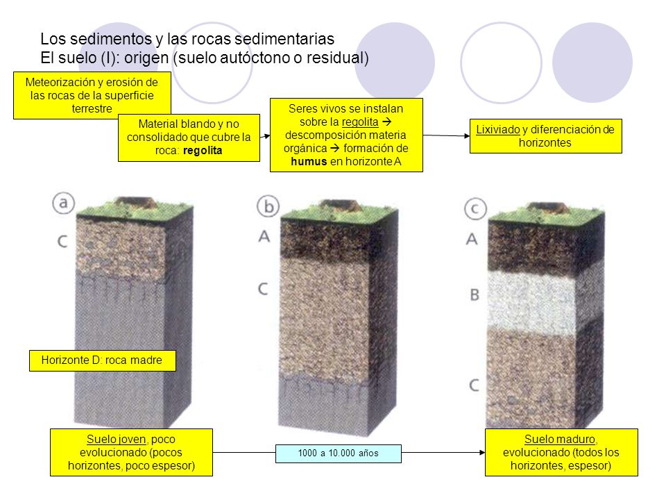 Los sedimentos y las rocas sedimentarias El suelo (I): origen (suelo autóctono o residual)