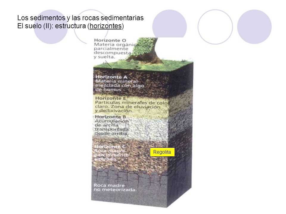 Los sedimentos y las rocas sedimentarias El suelo (II): estructura (horizontes)
