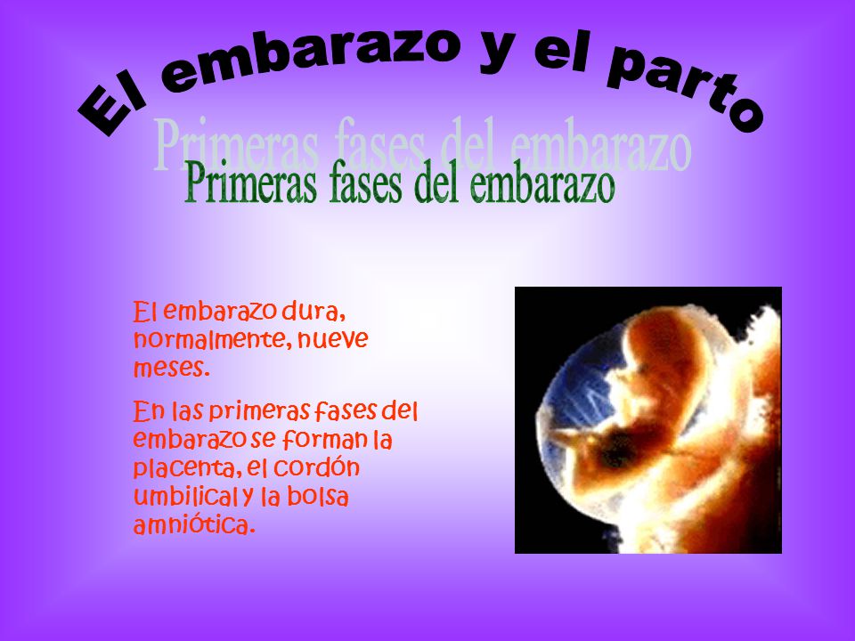 Primeras fases del embarazo