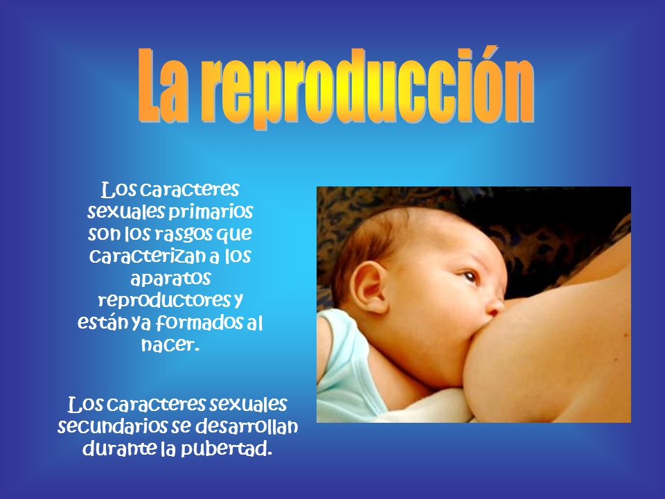La reproducción Los caracteres sexuales primarios son los rasgos que caracterizan a los aparatos reproductores y están ya formados al nacer.
