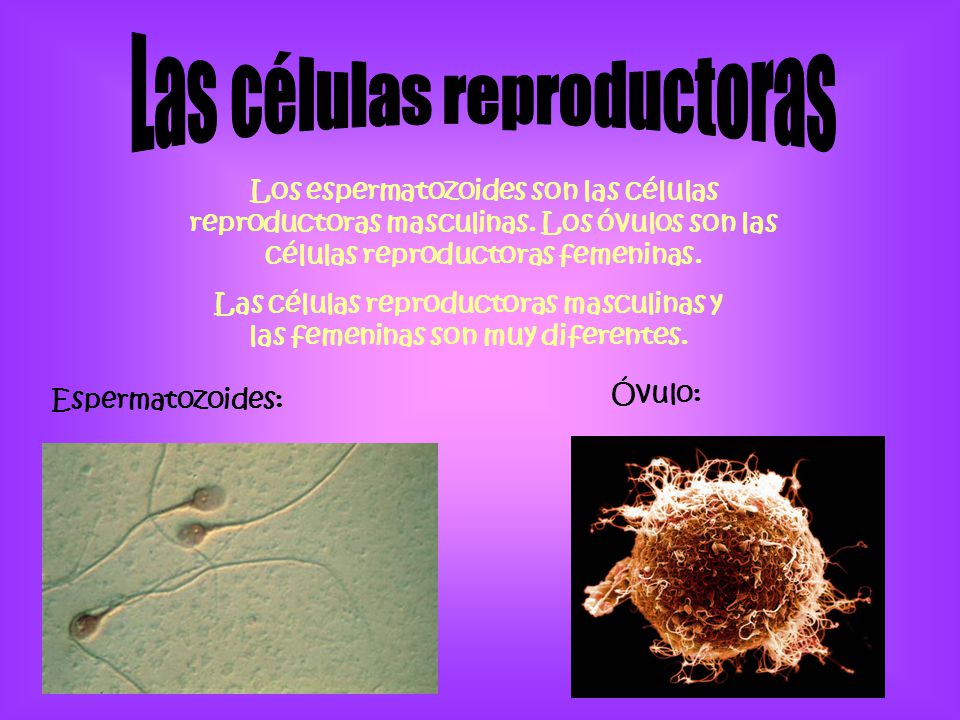 Las células reproductoras