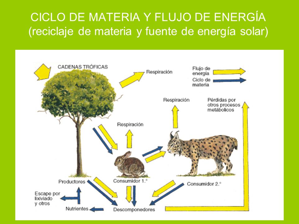 CICLO DE MATERIA Y FLUJO DE ENERGÍA (reciclaje de materia y fuente de energía solar)
