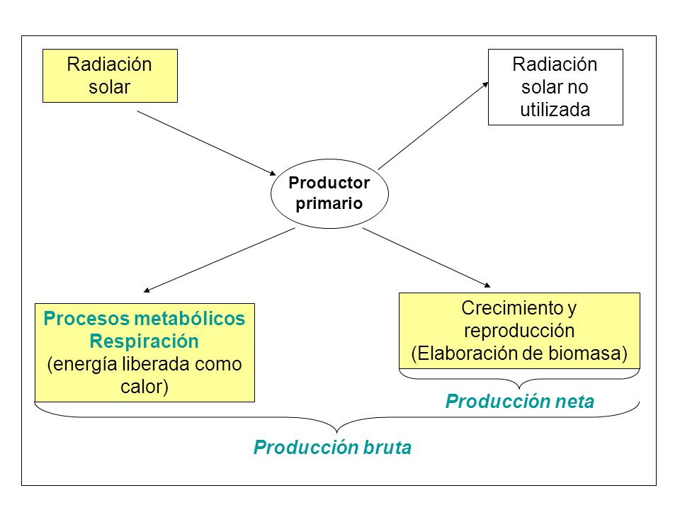 Procesos metabólicos Respiración Producción neta Producción bruta