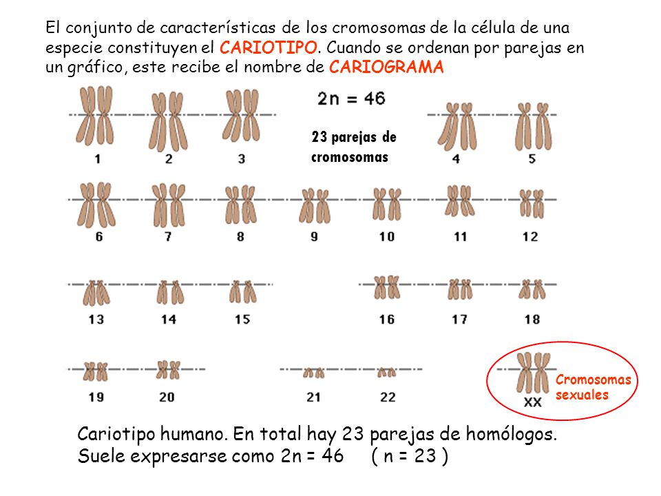El conjunto de características de los cromosomas de la célula de una especie constituyen el CARIOTIPO. Cuando se ordenan por parejas en un gráfico, este recibe el nombre de CARIOGRAMA