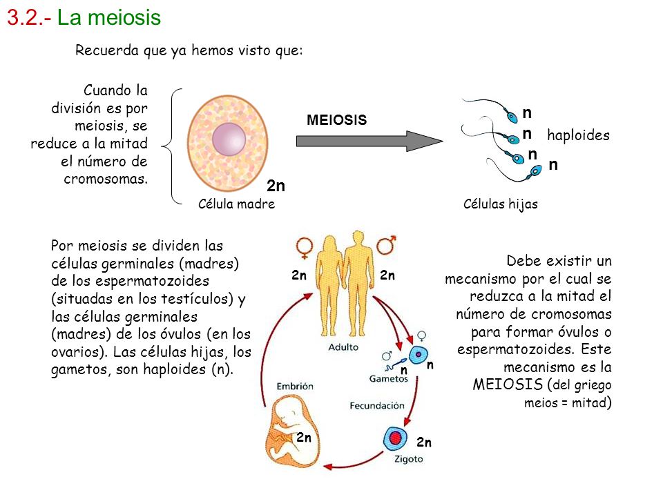 3.2.- La meiosis n n n n 2n Recuerda que ya hemos visto que: