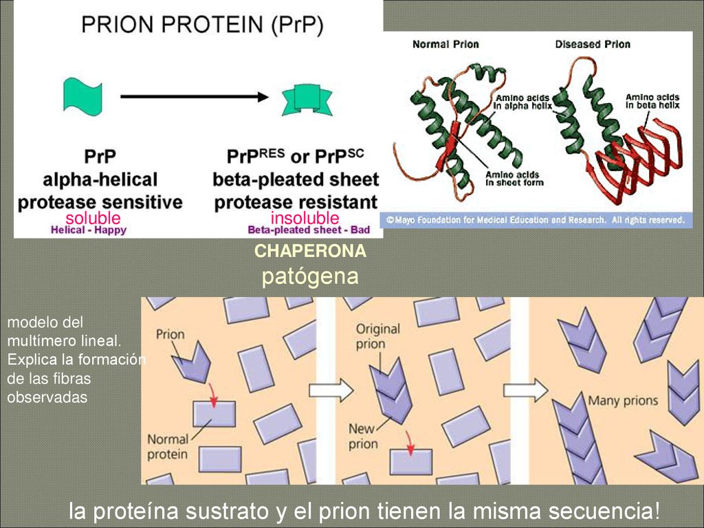 la proteína sustrato y el prion tienen la misma secuencia!
