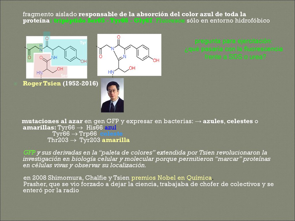 en 2008 Shimomura, Chalfie y Tsien premios Nobel en Química.