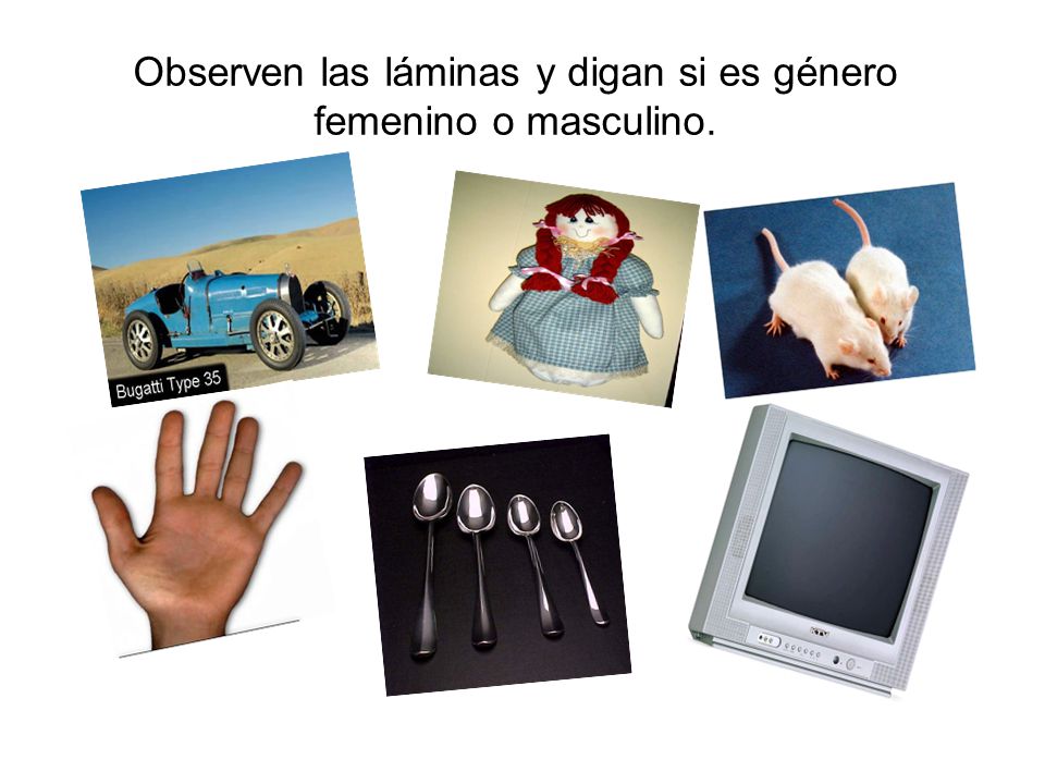 Observen las láminas y digan si es género femenino o masculino.