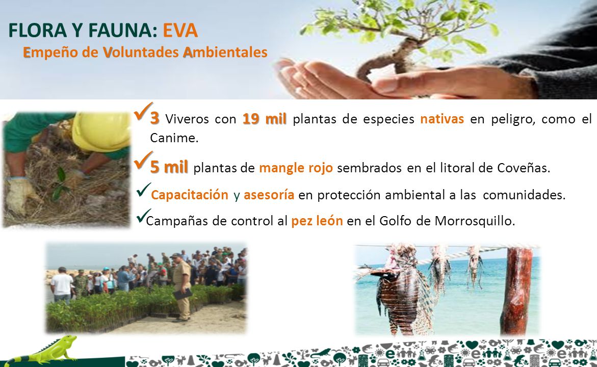 FLORA Y FAUNA: EVA Empeño de Voluntades Ambientales. 3 Viveros con 19 mil plantas de especies nativas en peligro, como el Canime.