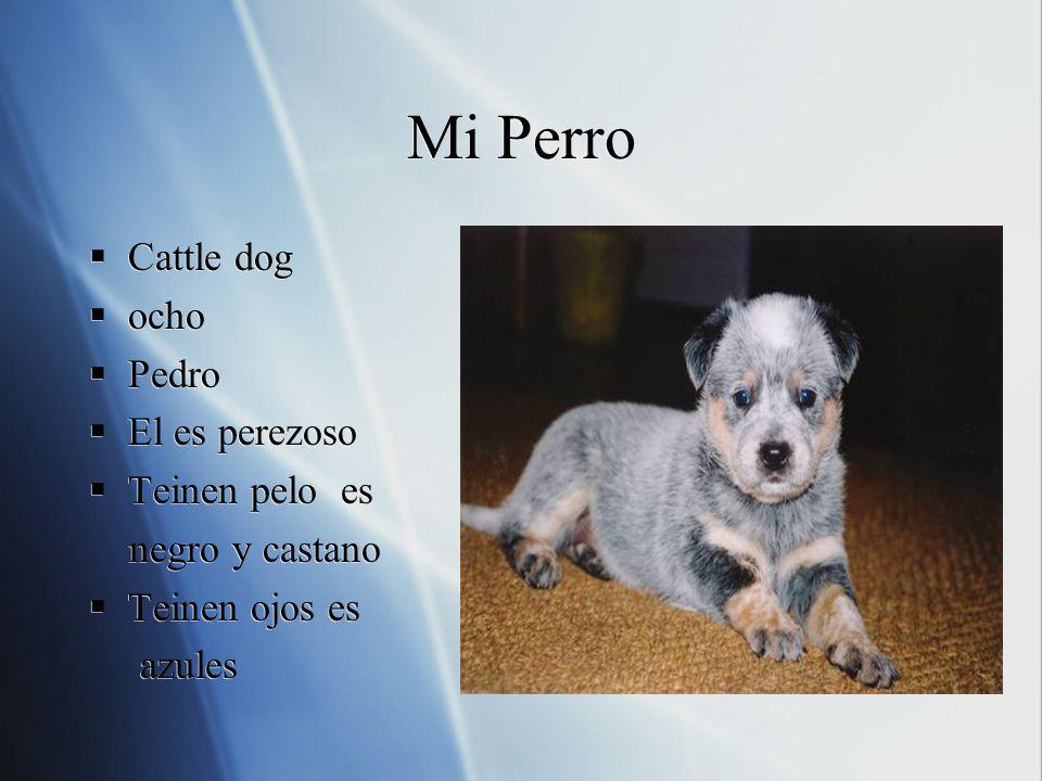 Mi Perro Cattle dog ocho Pedro El es perezoso Teinen pelo es