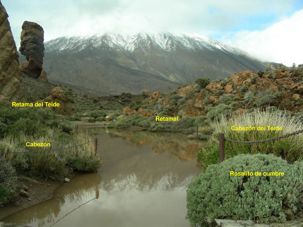 Retama del Teide Retamal Cabezón del Teide Cabezón Rosalito de cumbre