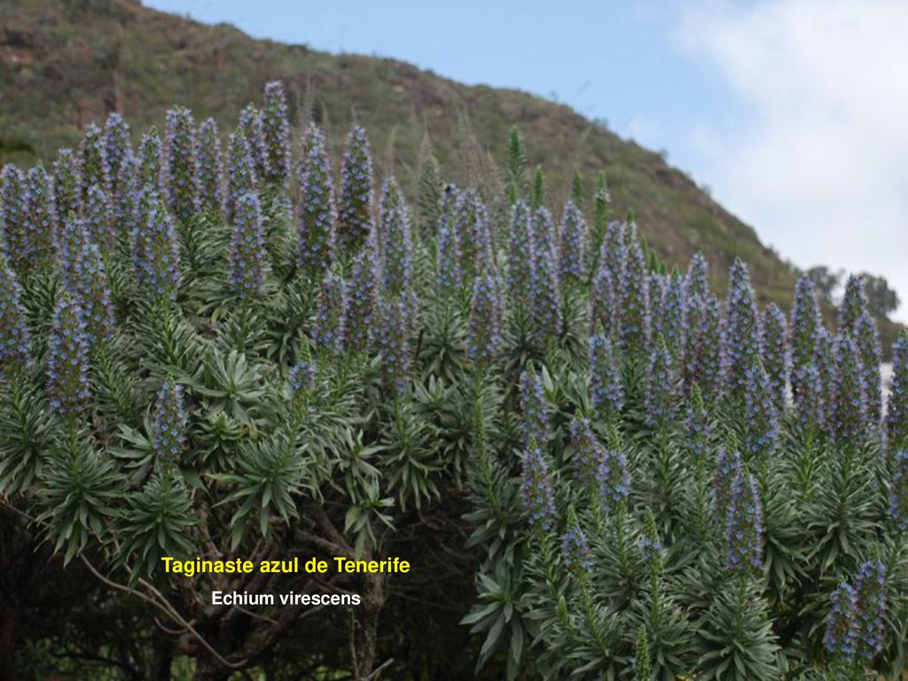 Taginaste azul de Tenerife