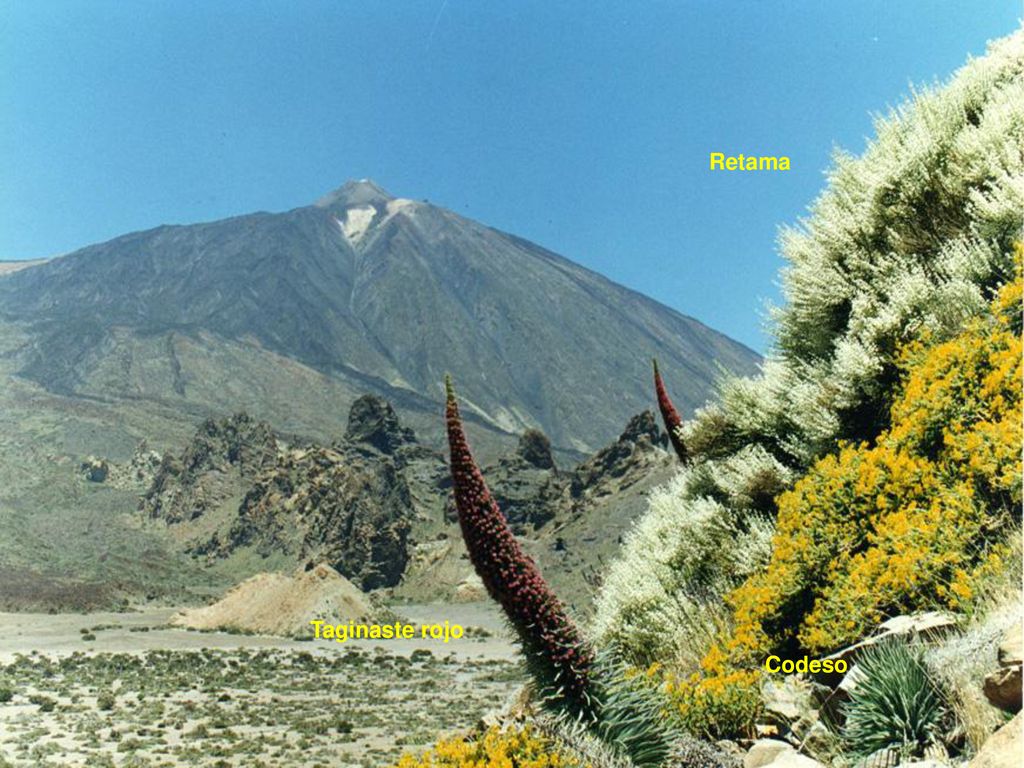 Retama Taginaste rojo Codeso