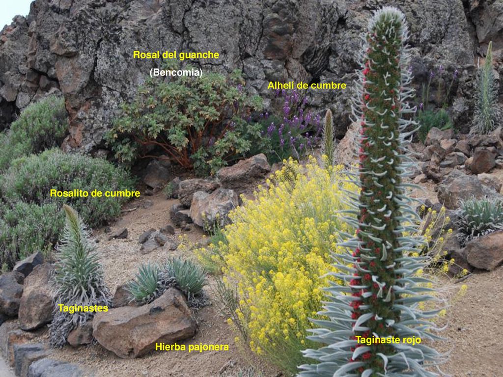 Rosal del guanche (Bencomia) Alhelí de cumbre. Rosalito de cumbre.