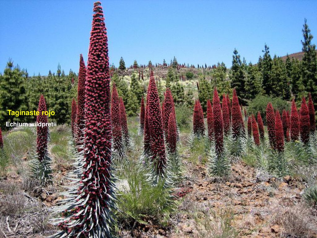 Taginaste rojo Echium wildpretii