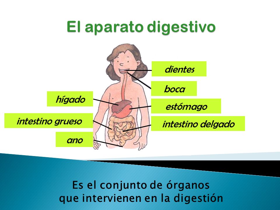 Es el conjunto de órganos que intervienen en la digestión