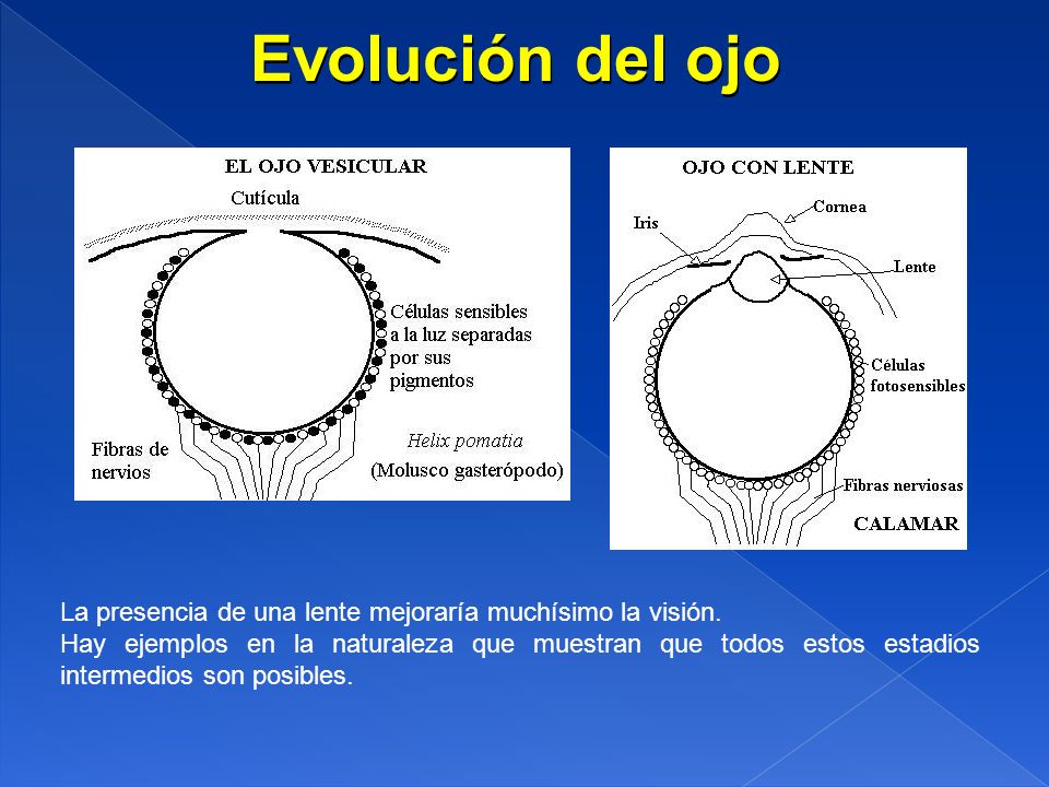 Evolución del ojo La presencia de una lente mejoraría muchísimo la visión.