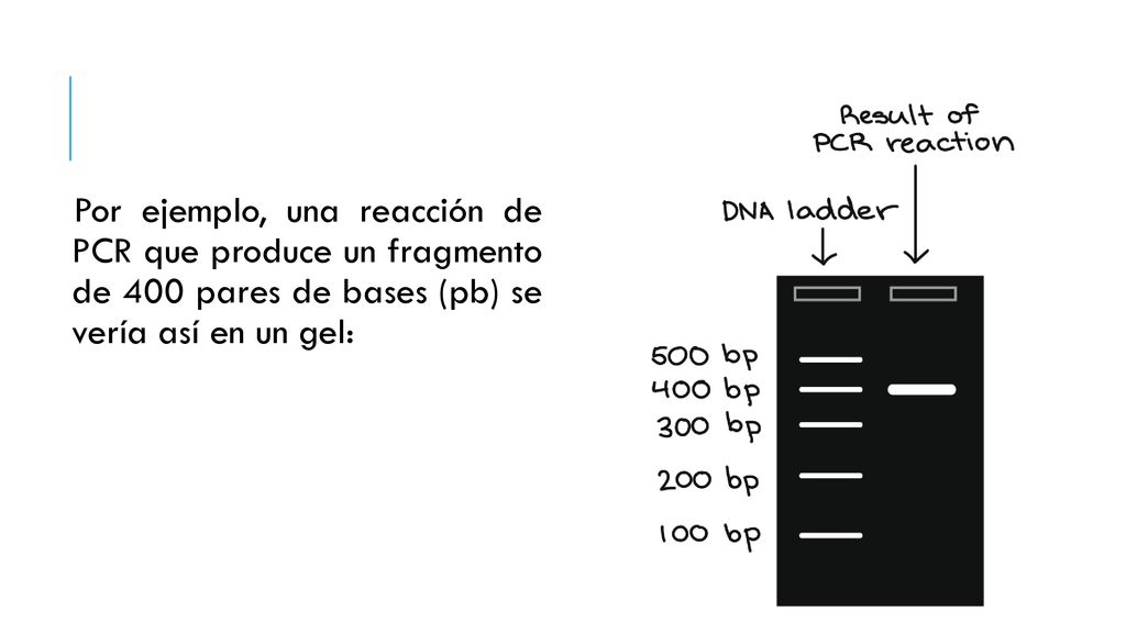 Por ejemplo, una reacción de PCR que produce un fragmento de 400 pares de bases (pb) se vería así en un gel: