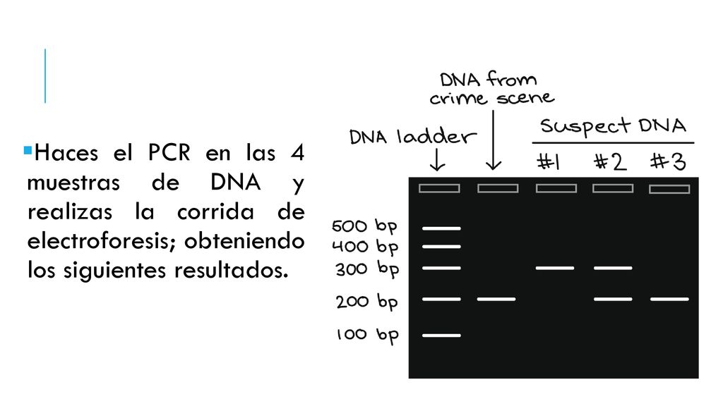 Haces el PCR en las 4 muestras de DNA y realizas la corrida de electroforesis; obteniendo los siguientes resultados.