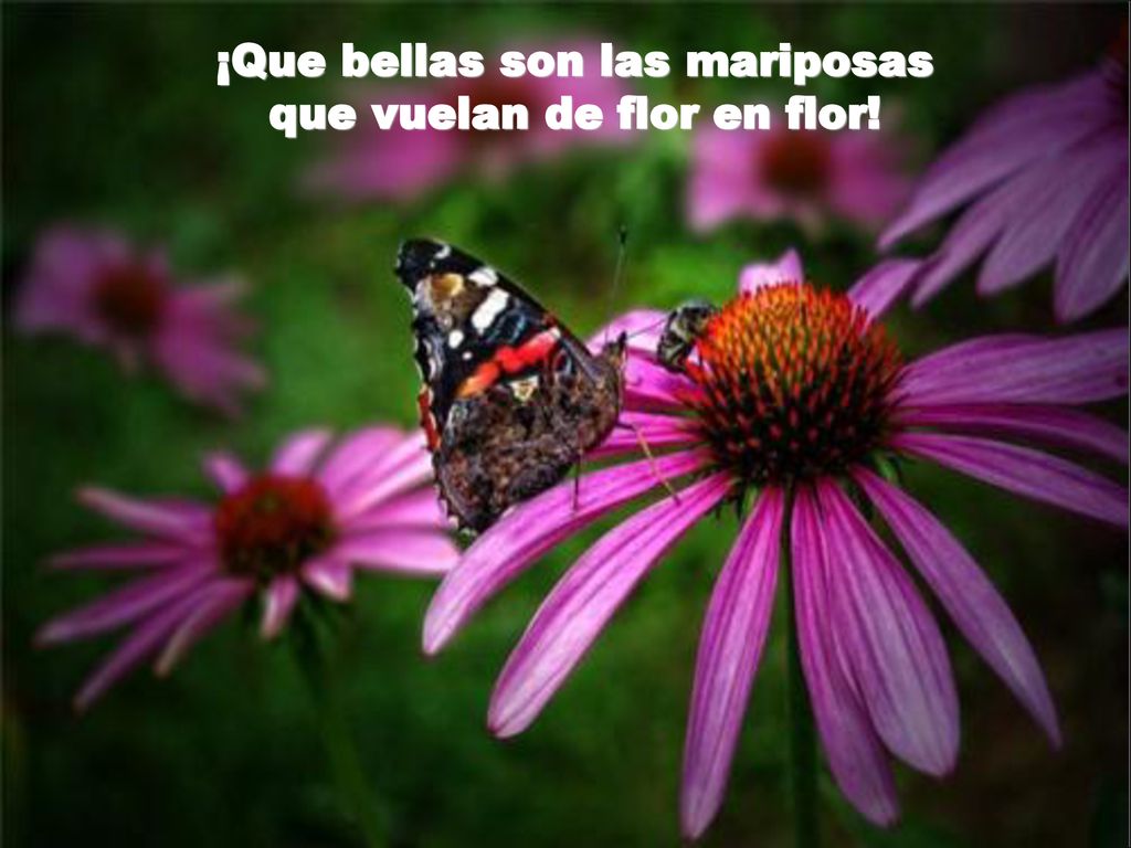 ¡Que bellas son las mariposas que vuelan de flor en flor!