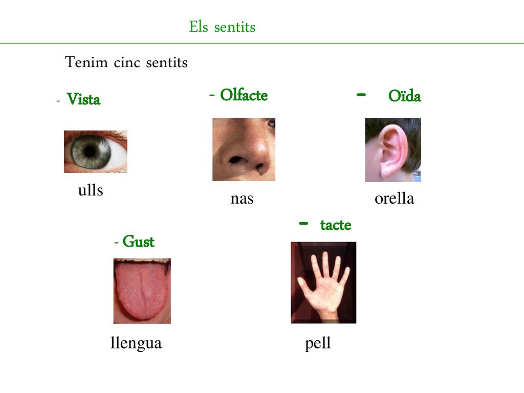 Els sentits Tenim cinc sentits - Oïda - Olfacte - tacte ulls nas