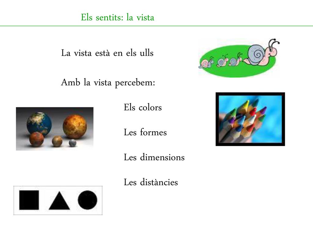 Els sentits: la vista La vista està en els ulls. Amb la vista percebem: Els colors. Les formes. Les dimensions.