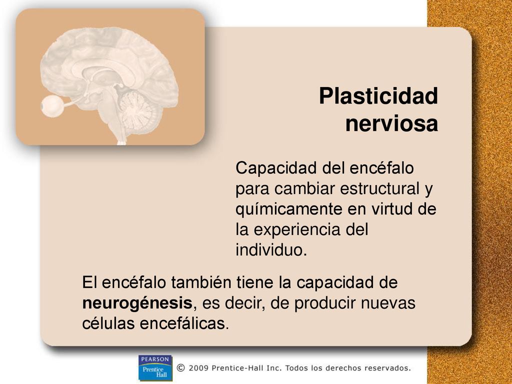 Plasticidad nerviosa Capacidad del encéfalo para cambiar estructural y químicamente en virtud de la experiencia del individuo.