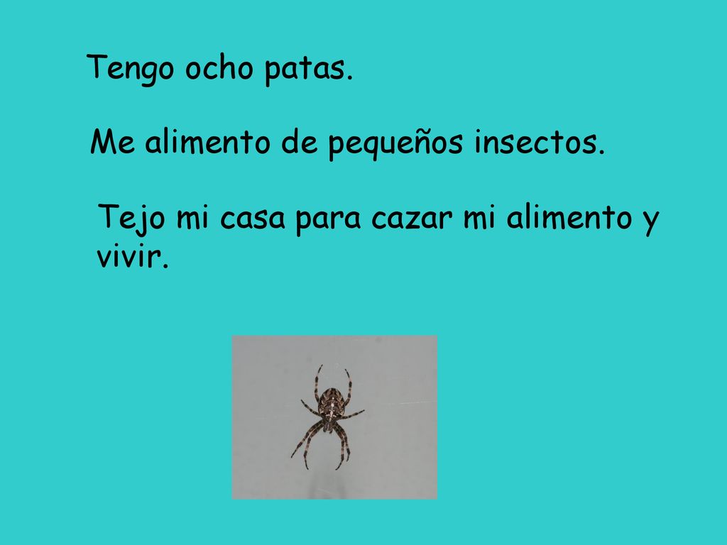Tengo ocho patas. Me alimento de pequeños insectos. Tejo mi casa para cazar mi alimento y vivir.