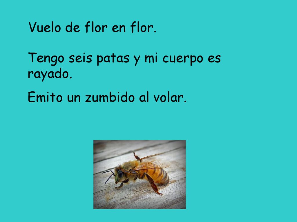 Vuelo de flor en flor. Tengo seis patas y mi cuerpo es rayado. Emito un zumbido al volar.