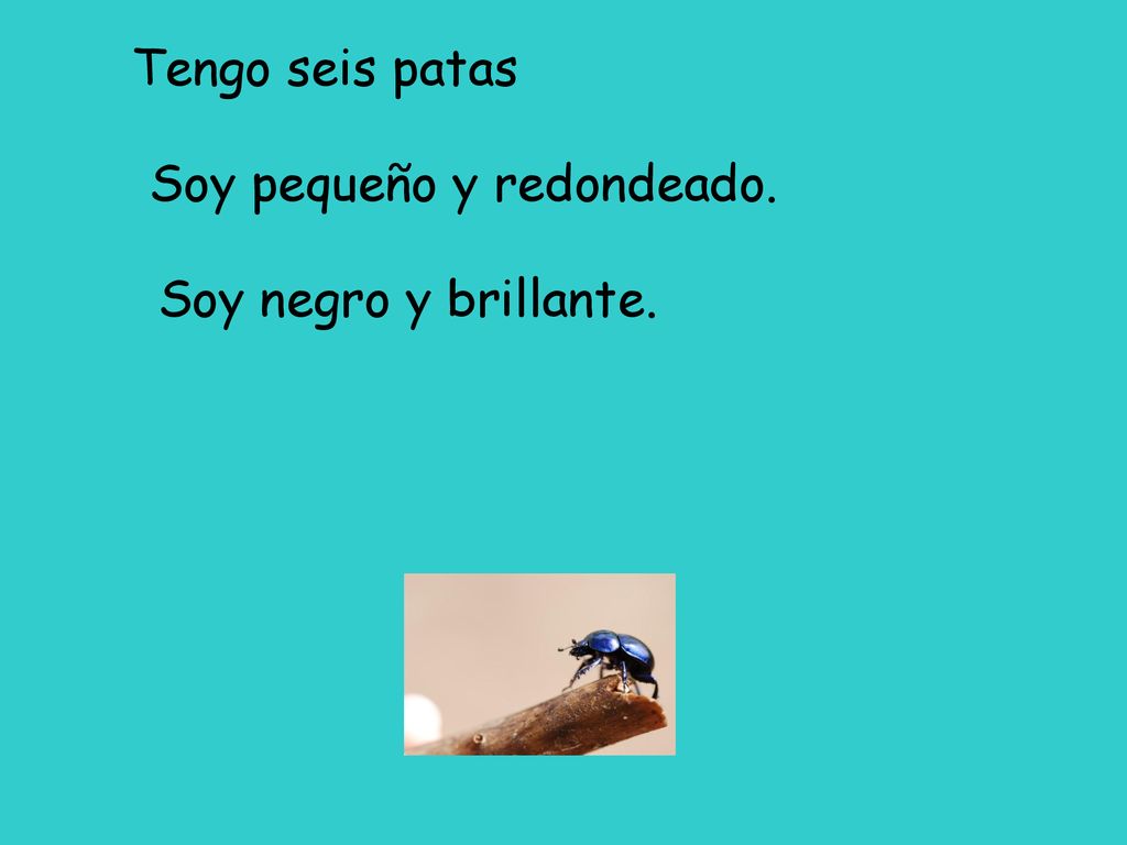 Tengo seis patas Soy pequeño y redondeado. Soy negro y brillante.