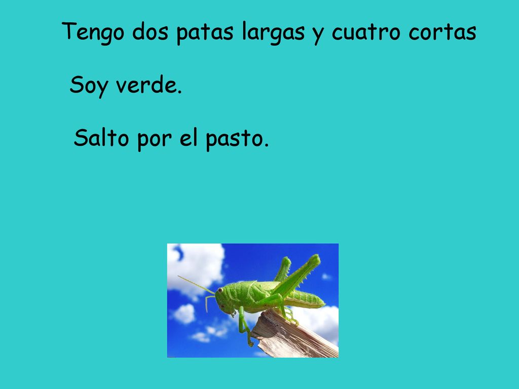 Tengo dos patas largas y cuatro cortas