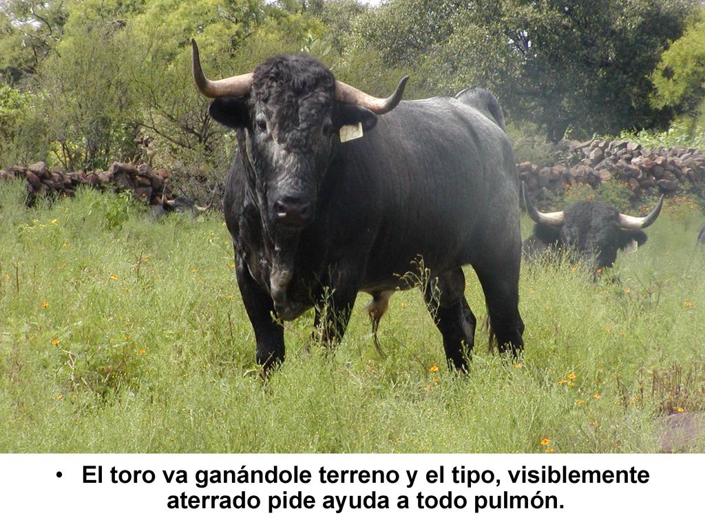 El toro va ganándole terreno y el tipo, visiblemente aterrado pide ayuda a todo pulmón.
