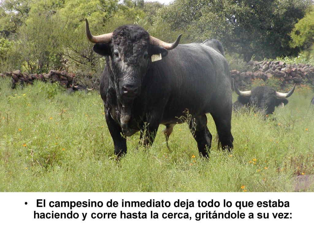 El campesino de inmediato deja todo lo que estaba haciendo y corre hasta la cerca, gritándole a su vez: