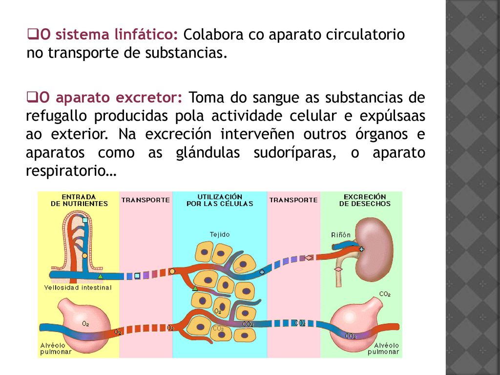 O sistema linfático: Colabora co aparato circulatorio no transporte de substancias.