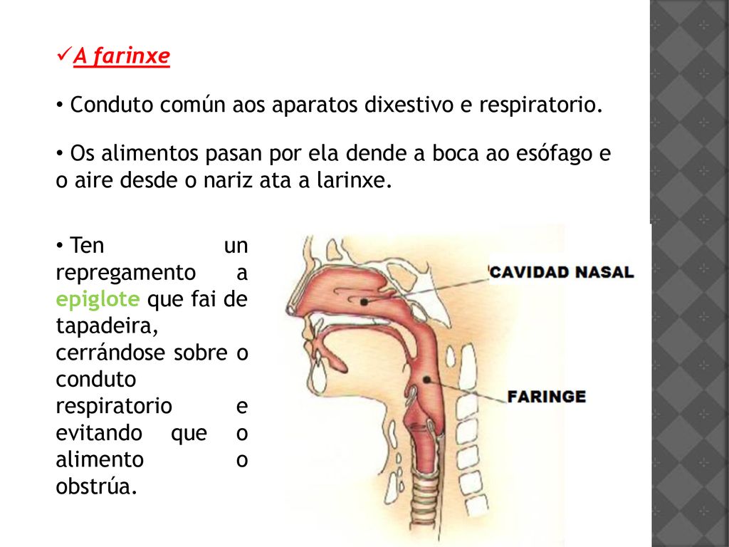 A farinxe Conduto común aos aparatos dixestivo e respiratorio.