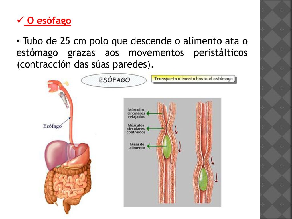O esófago Tubo de 25 cm polo que descende o alimento ata o estómago grazas aos movementos peristálticos (contracción das súas paredes).